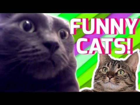 Funny Cats Compilation 2017 | Best Funny Cat Videos Ever | Funny Vines
