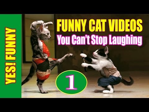 Funny Cat Videos 2016 - You Can't Stop Laughing [Part 1]