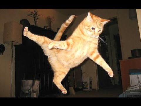 Funny Cats - A Funny Cat Videos Compilation 2015