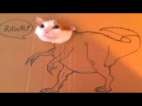 FUNNY CAT VIDEOS 2